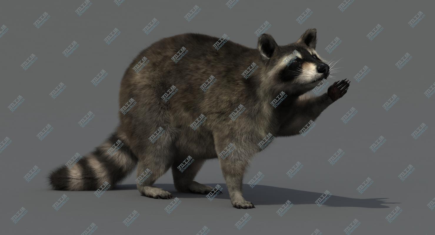 images/goods_img/2021040232/3D Raccoon Rigged/3.jpg